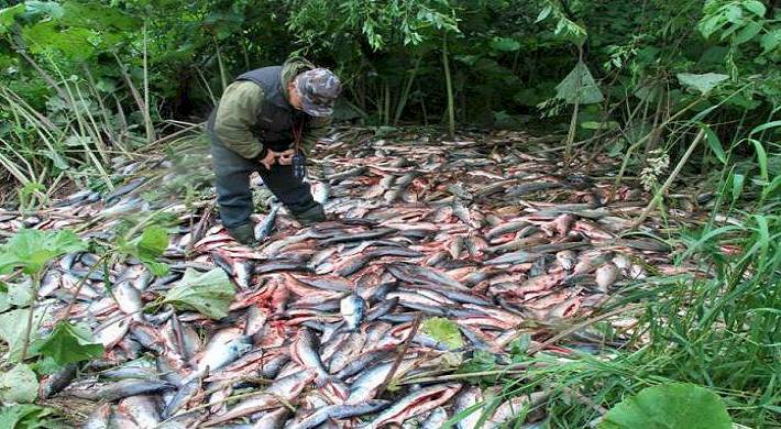 ответственность за незаконную рыбалку, браконьерство на рыбалке Ответственность за незаконную рыбалку + что бывает за браконьерство на рыбалке