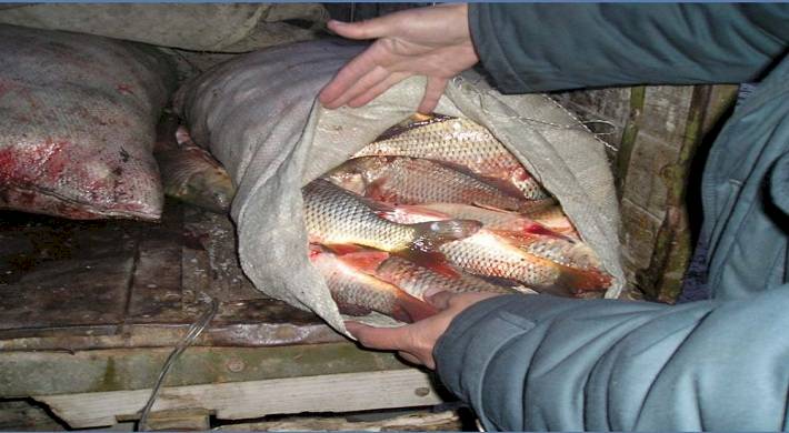 ответственность за незаконную рыбалку, браконьерство на рыбалке Ответственность за незаконную рыбалку + что бывает за браконьерство на рыбалке