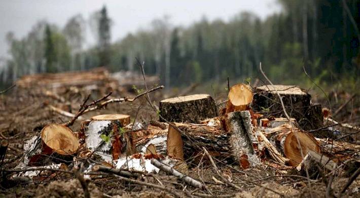 незаконная рубка леса, ответственность, последствия Незаконная рубка леса - ответственность и последствия