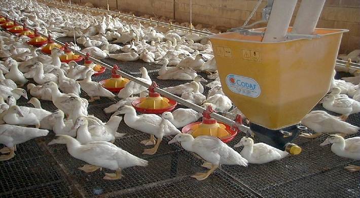 бизнес идеи по открытию птицефабрики, можно зарабатывать Бизнес идеи по открытию птицефабрики — на чем можно зарабатывать